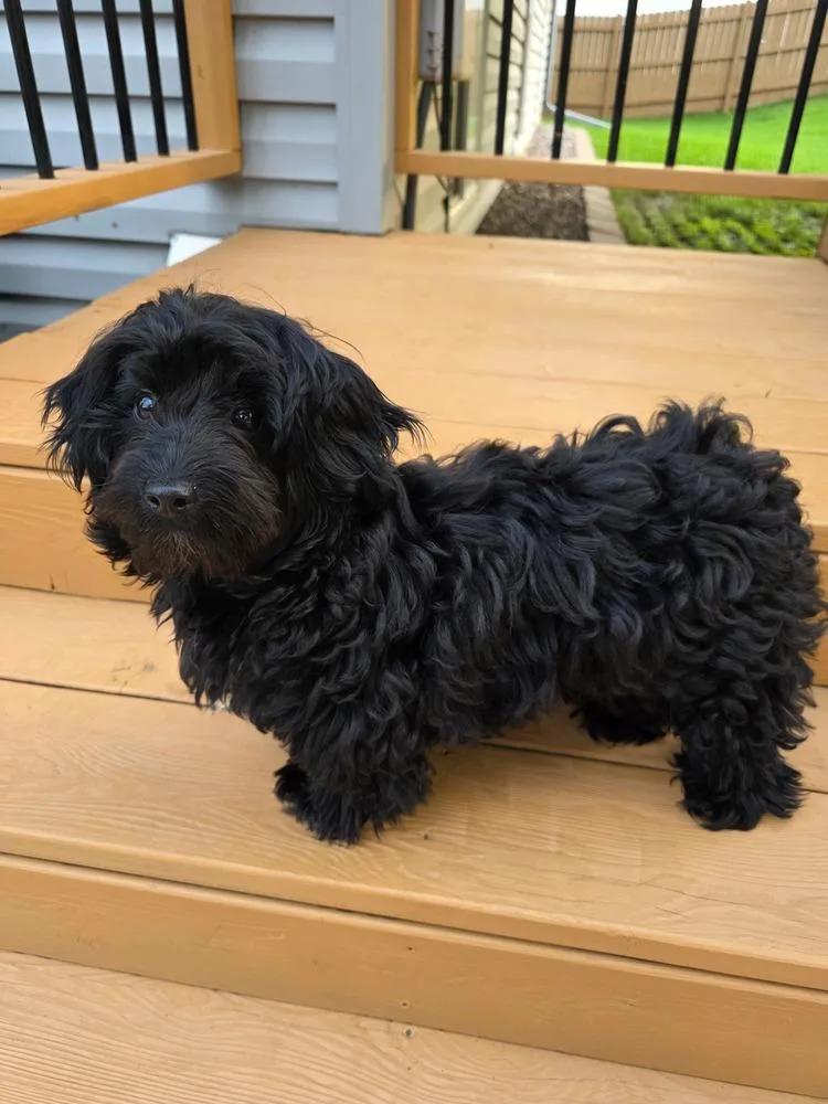A baby small-sized female Tricolor (Brown, Black, & White) Poodle dog named Zelda for adoption in Plymouth, MN