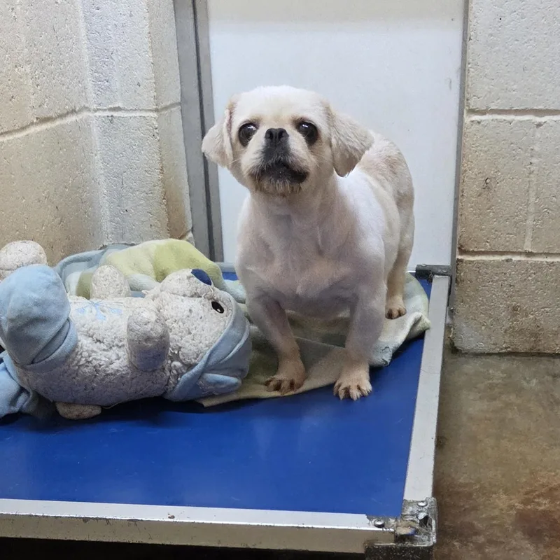 An adult small-sized female White / Cream Pekingese dog named Mandy for adoption in Chicopee, MA
