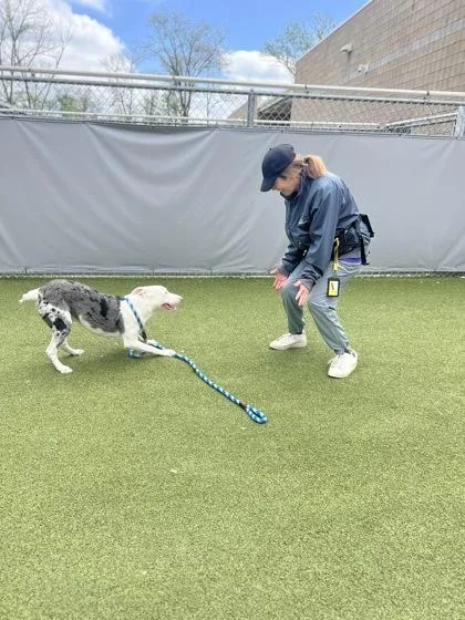A young medium-sized male Australian Shepherd dog named Greg for adoption in Fishers, IN