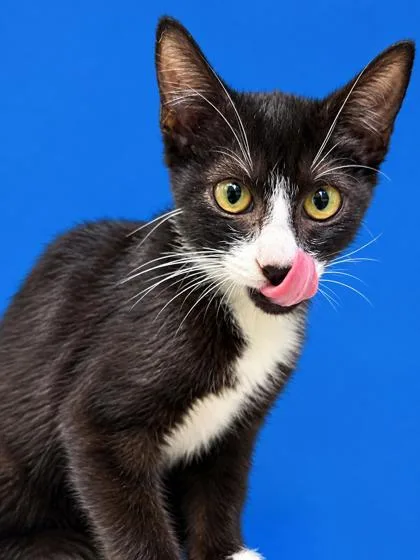 A baby small-sized female Domestic Short Hair cat named Charlie for adoption in Cumming, GA