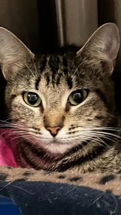 An adult small-sized female Domestic Short Hair cat named Karma for adoption in Venice, FL