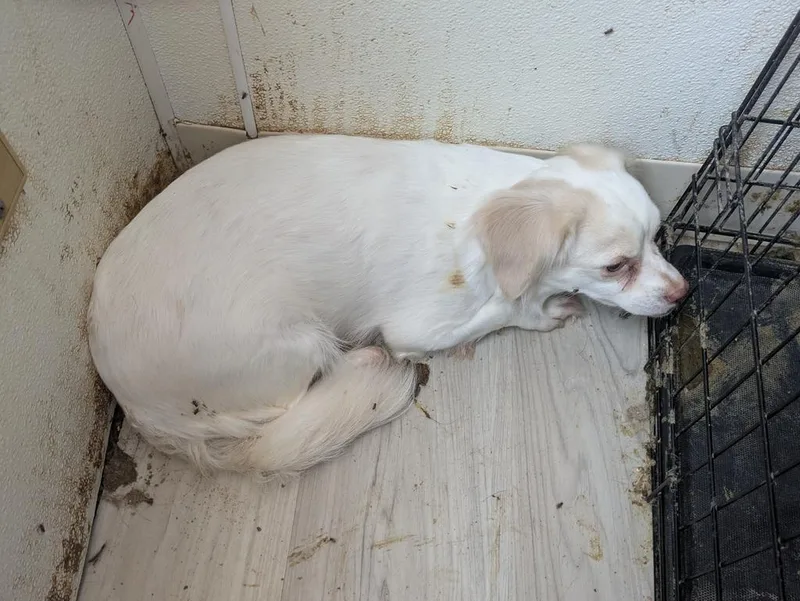An adult small-sized male Chihuahua dog named Sunny for adoption in Pahrump, NV