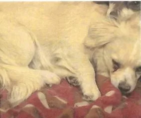 Sunny thumbnail 2