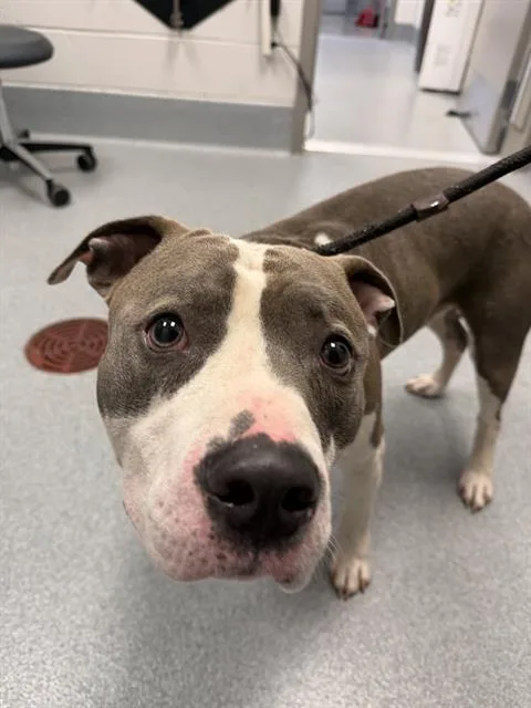 An adult large-sized male Pit Bull Terrier dog named Bubby for adoption in Indianapolis, IN