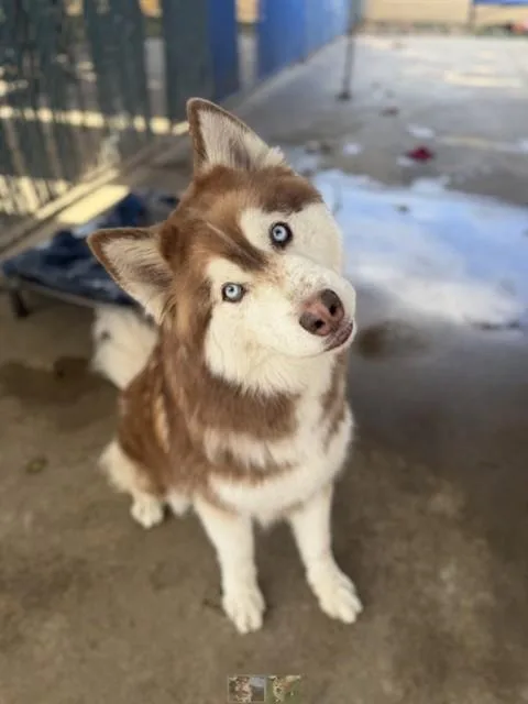 An adult large-sized male Siberian Husky dog named Cinder for adoption in Chula Vista, CA