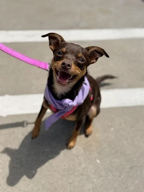 A baby small-sized female Chihuahua dog named Sienna for adoption in Lodi, CA
