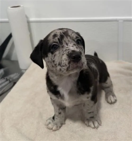 A baby small-sized female Pit Bull Terrier dog named Milkshake for adoption in Redlands, CA