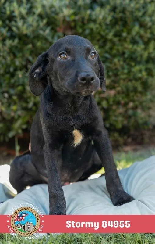 A young small-sized male Black Labrador Retriever dog named Stormy for adoption in Mobile, AL