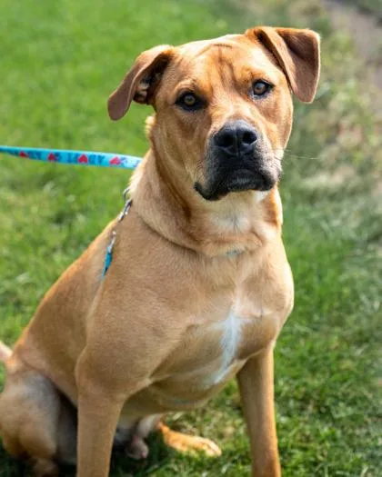 A baby medium-sized male American Bulldog dog named Ryder for adoption in Pequot Lakes, MN