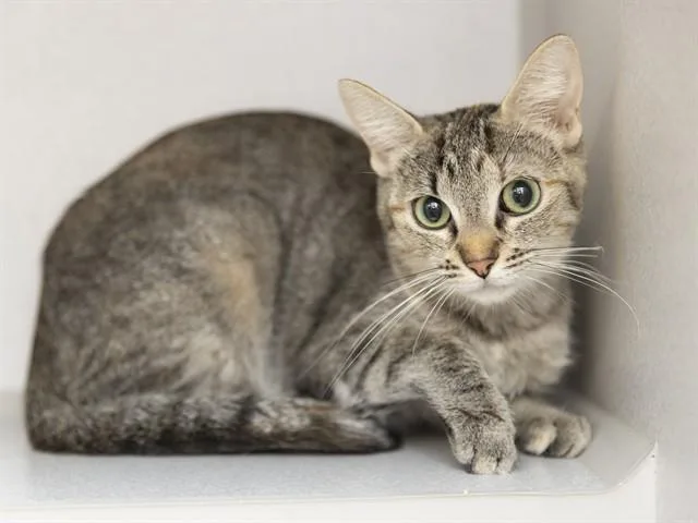 A young small-sized female Domestic Short Hair cat named Alani for adoption in Phoenix, AZ