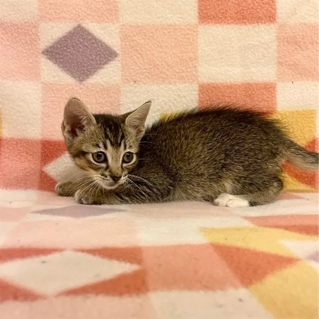 A baby small-sized male Domestic Short Hair cat named Mumble for adoption in Tallahassee, FL