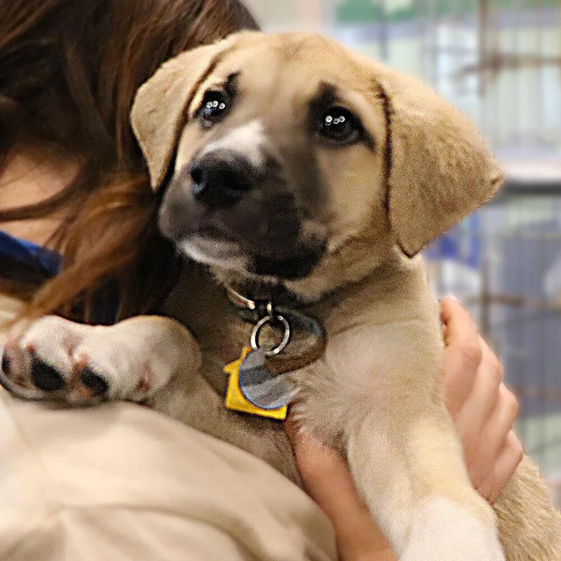 A baby small-sized male Mixed Breed dog named Fonzie for adoption in Port Washington, NY