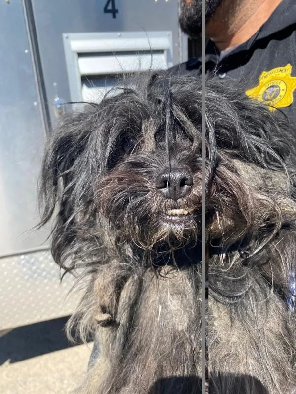 An adult small-sized female Terrier dog named Ursula for adoption in Victorville, CA