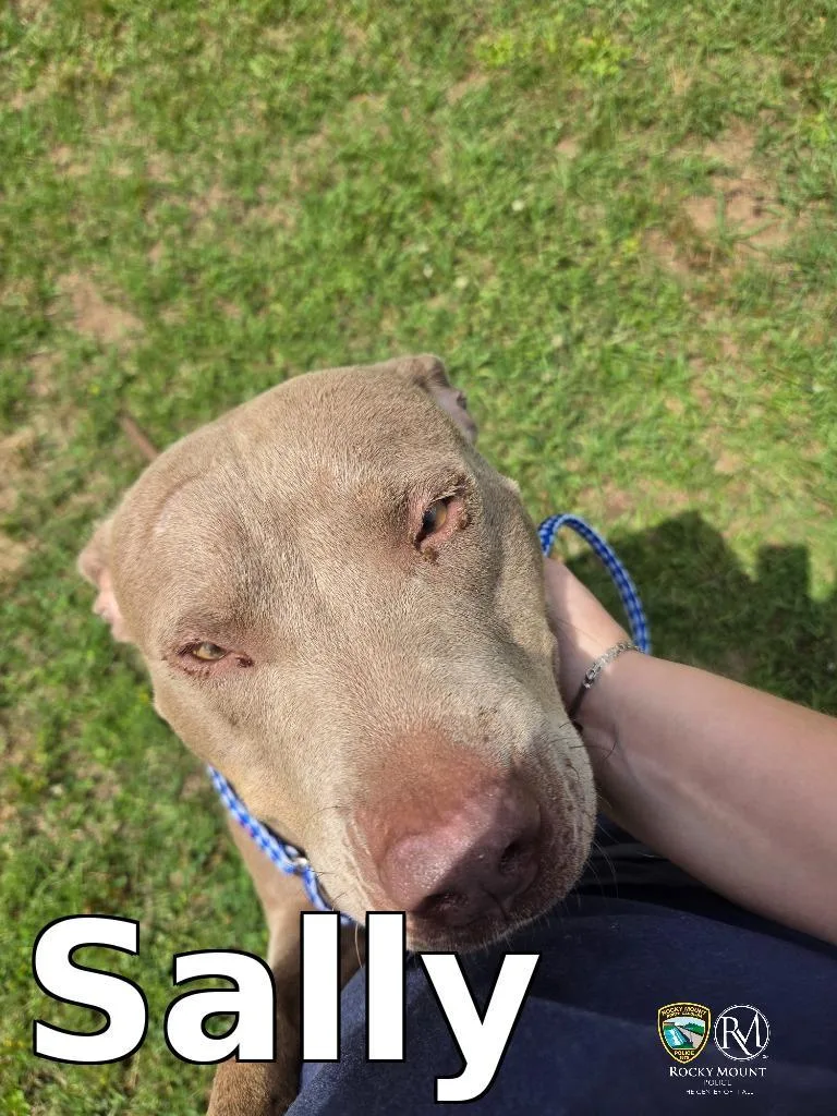 A young medium-sized female Pit Bull Terrier dog named Sally for adoption in Rocky Mount, NC