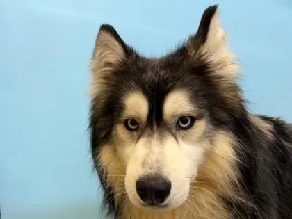 An adult medium-sized male Siberian Husky dog named Bruce Wayne for adoption in Woodbury, MN