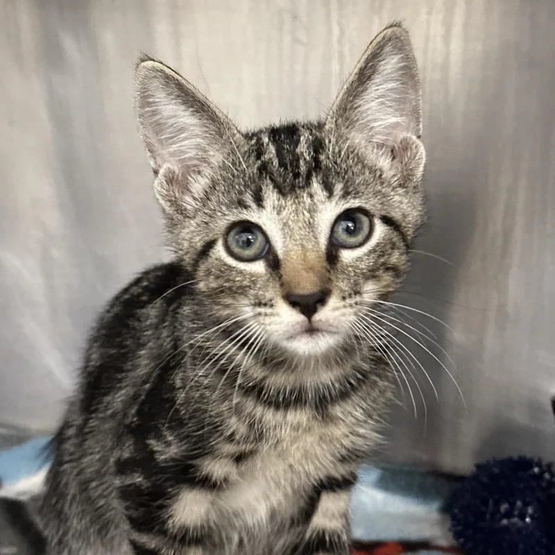 A baby medium-sized male Brown / Chocolate Domestic Short Hair cat named Francis for adoption in West Palm Beach, FL