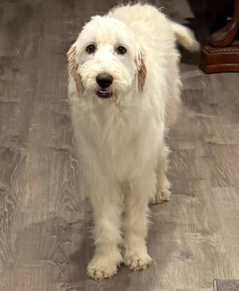 A young medium-sized female Apricot / Beige Aussiedoodle dog named Elsie So Il for adoption in O Fallon, IL