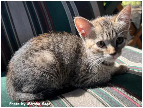 A baby medium-sized female Domestic Short Hair cat named Amelia Bedelia for adoption in Oak Ridge, TN