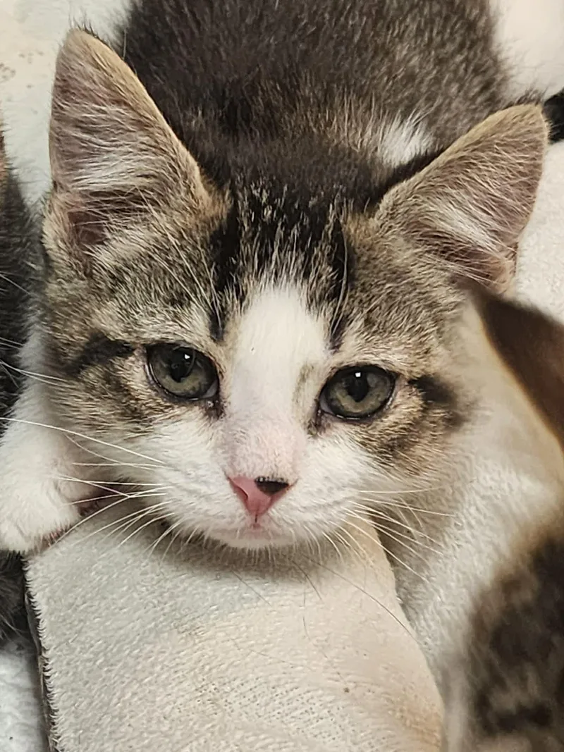 A baby medium-sized female Domestic Short Hair cat named Dezi for adoption in Gettysburg, PA