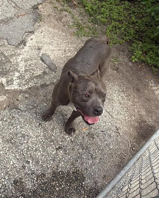 An adult medium-sized male American Staffordshire Terrier dog named Din Djarn for adoption in San Antonio, TX