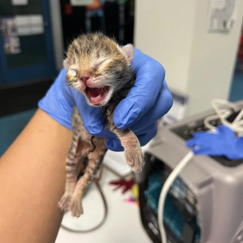 A baby small-sized male Brown / Chocolate Domestic Short Hair cat named Hans for adoption in Los Angeles, CA