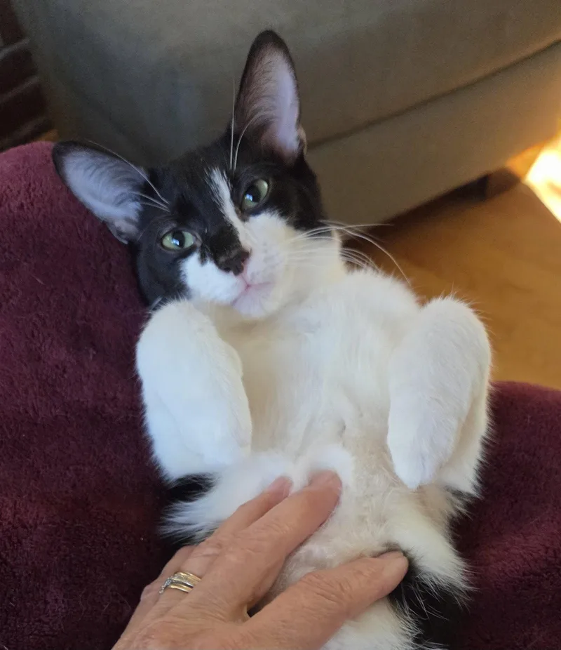 An adult medium-sized male Black & White / Tuxedo Domestic Short Hair cat named Chip for adoption in Pittsboro, NC