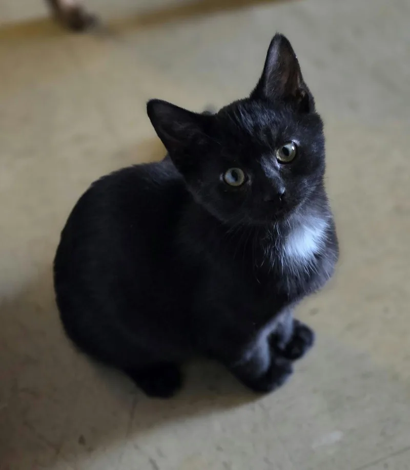 A baby medium-sized male Black Domestic Short Hair cat named Black Bean for adoption in Woodsfield, OH