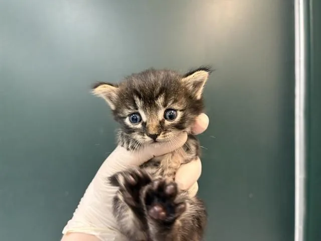 A baby small-sized male Domestic Short Hair cat named Jax for adoption in Thousand Palms, CA