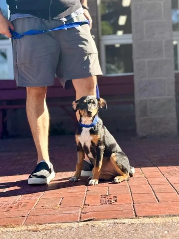 A young medium-sized female Rat Terrier dog named Megan Thee Stallion for adoption in Wooster, OH