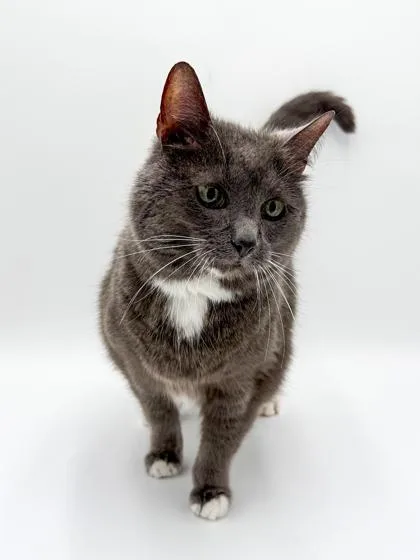 A senior medium-sized female Domestic Short Hair cat named Prissy for adoption in Bowling Green, KY
