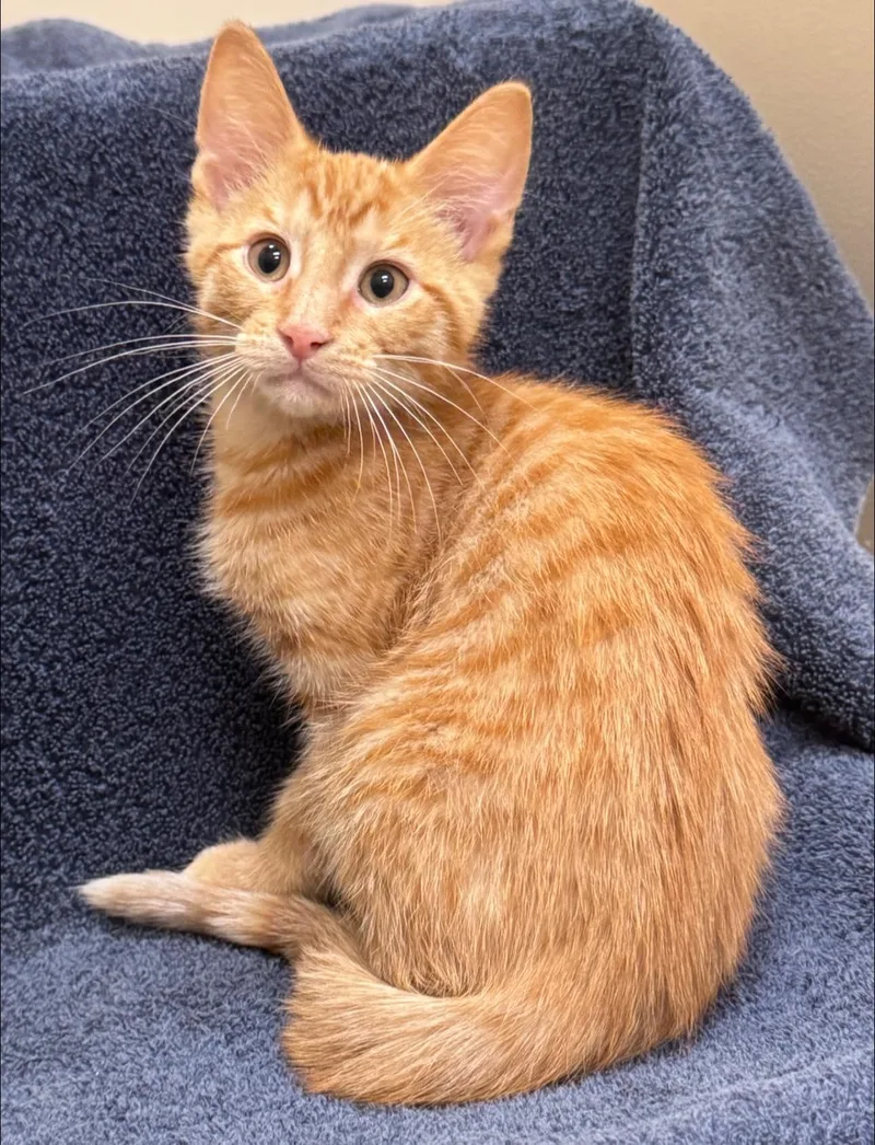 A baby small-sized male Orange & White Domestic Short Hair cat named O'reilly for adoption in Hackensack, MN