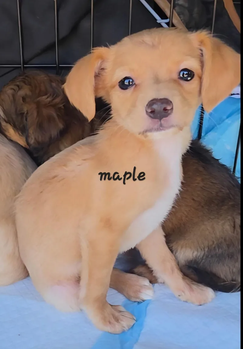 A baby small-sized female Chiweenie dog named Maple for adoption in Penryn, CA