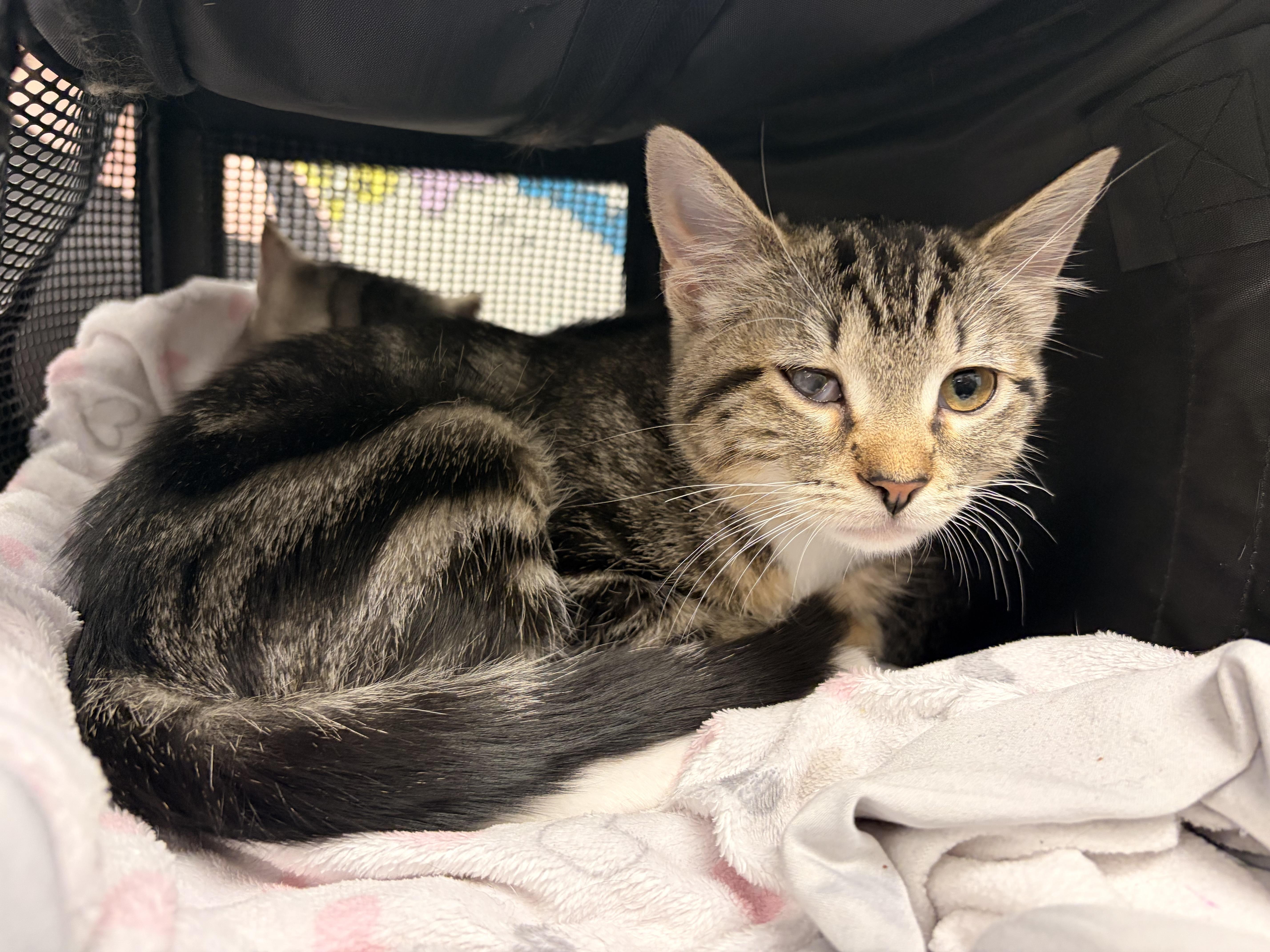 A baby small-sized female Tabby (Brown / Chocolate) Domestic Short Hair cat named Molé for adoption in Saint Charles, MO