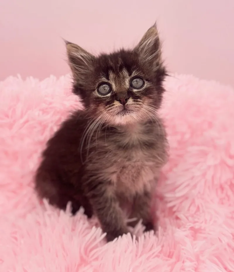 A baby medium-sized female Tabby (Brown / Chocolate) Maine Coon cat named Tchoupitoulas for adoption in Covington, LA