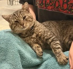 A young medium-sized male Domestic Short Hair cat named Beethoven for adoption in Raleigh, NC