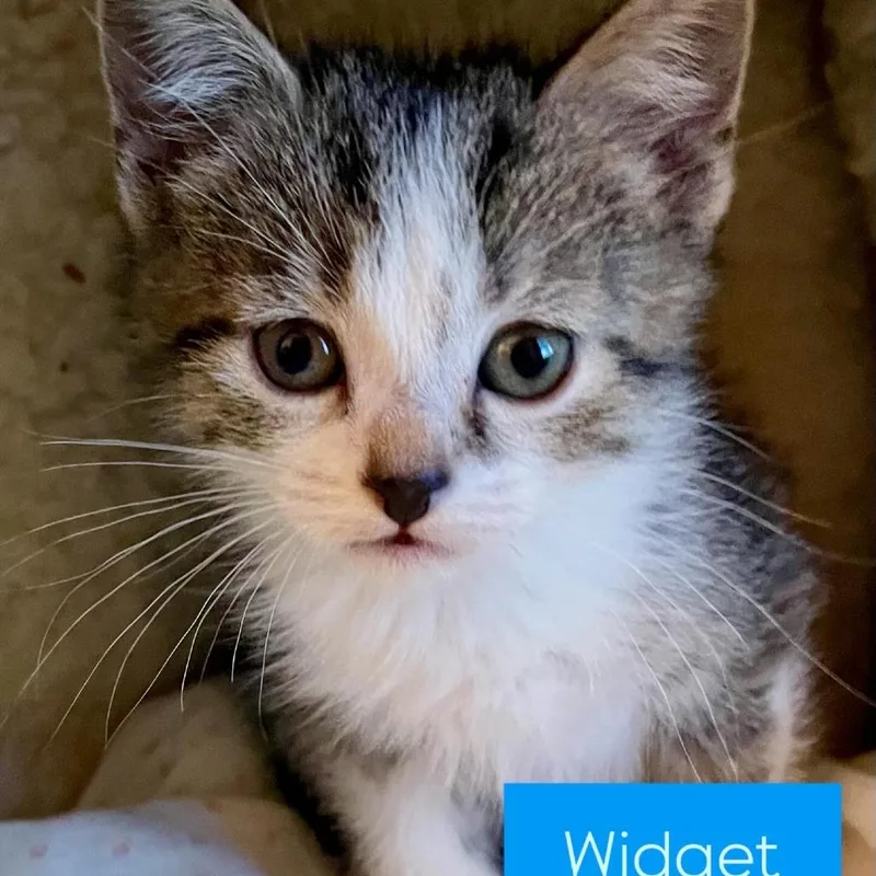 Widget