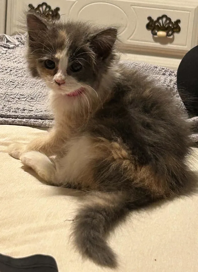 A baby small-sized female Dilute Calico cat named StringBean for adoption in Beckley, WV