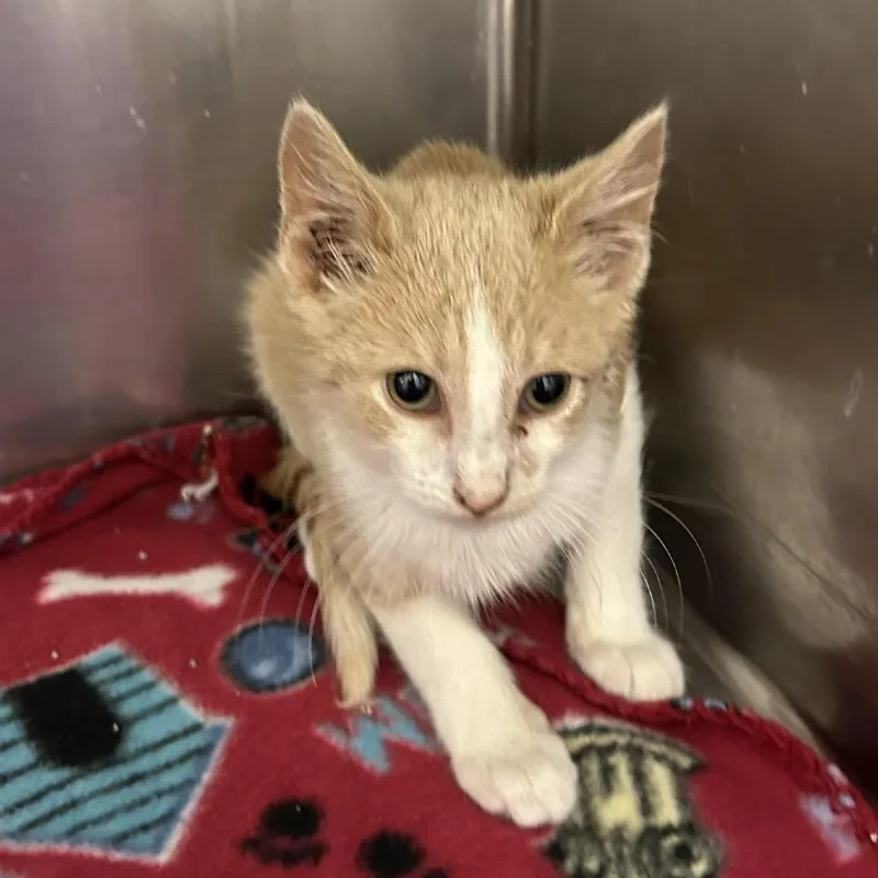 A baby small-sized male White Domestic Short Hair cat named Hopper Meet me at for adoption in Buffalo, MN
