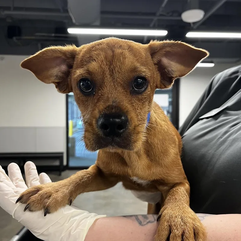 A baby small-sized male Yellow / Tan / Blond / Fawn Yorkshire Terrier dog named Superman for adoption in Tampa, FL