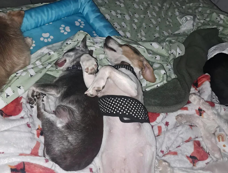 An adult small-sized female Jack Russell Terrier dog named Margarita for adoption in O'Fallon, MO