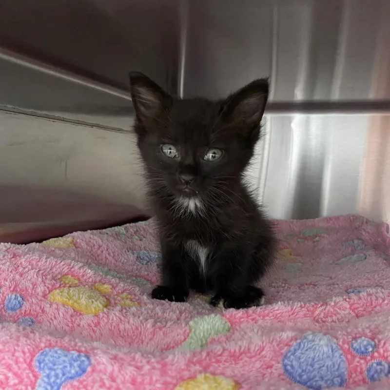 A baby small-sized male Black Domestic Short Hair cat named Oakdale for adoption in Walnut Cove, NC