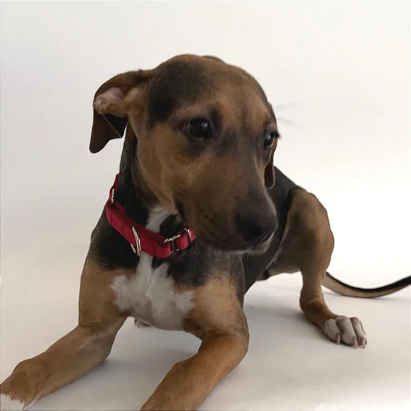 A baby small-sized female Yellow / Tan / Blond / Fawn Terrier dog named Blue for adoption in Saint Louis, MO
