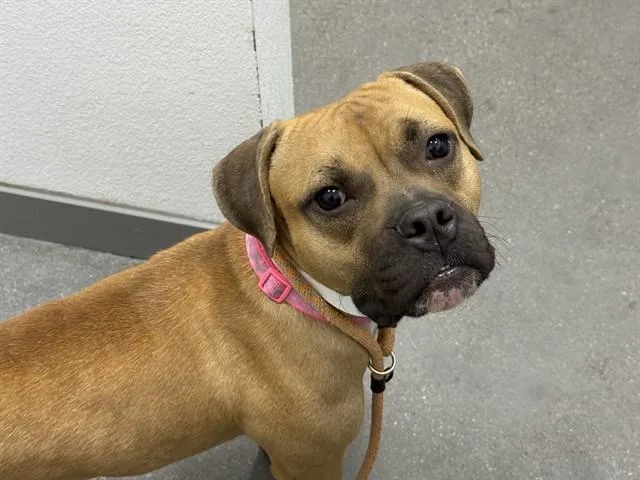 An adult medium-sized female Boxer dog named Penelope for adoption in Mesa, AZ