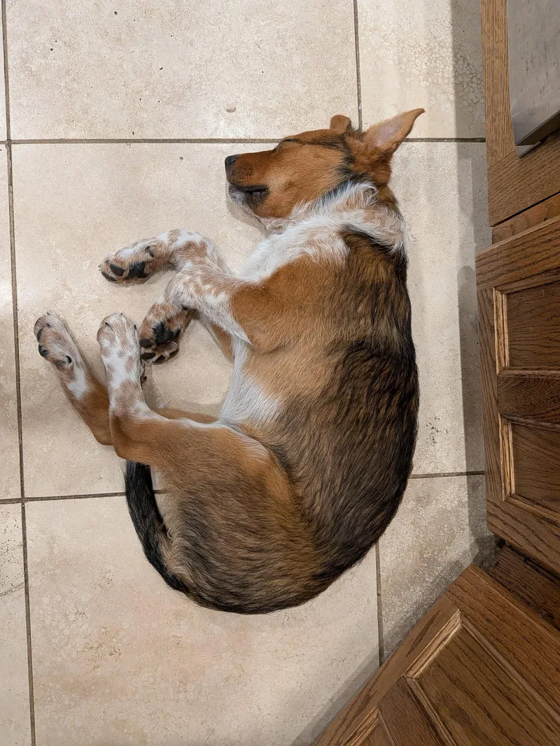 A baby medium-sized female German Shepherd Dog named Ellie for adoption in Aurora, CO