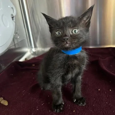 A baby small-sized female Black Domestic Short Hair cat named Egg Roll for adoption in Knoxville, TN