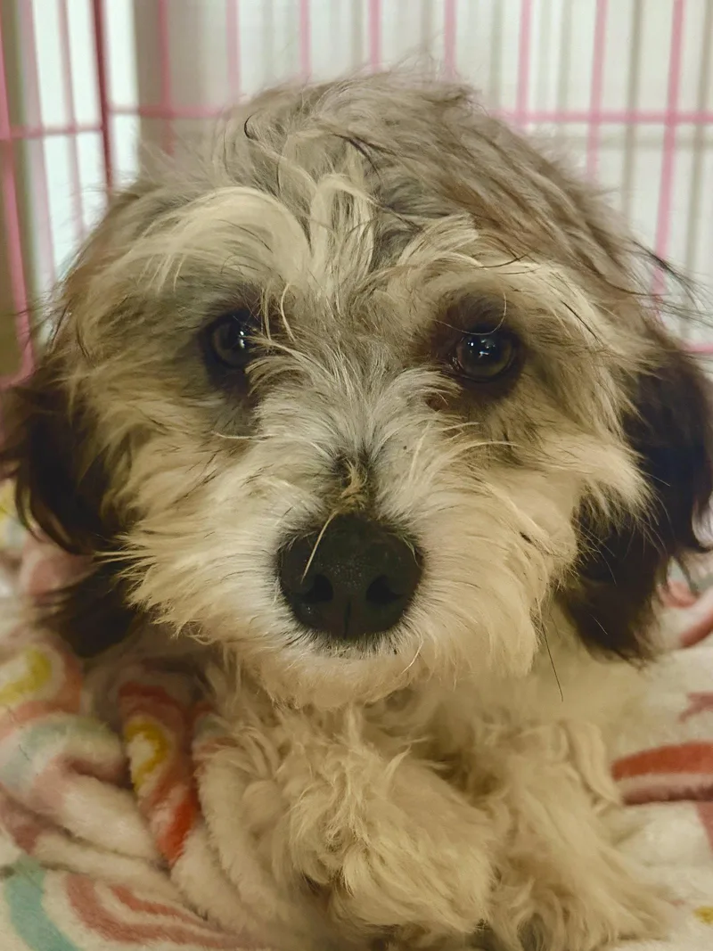 A young small-sized male Yorkshire Terrier dog named Theodore for adoption in Cary, NC