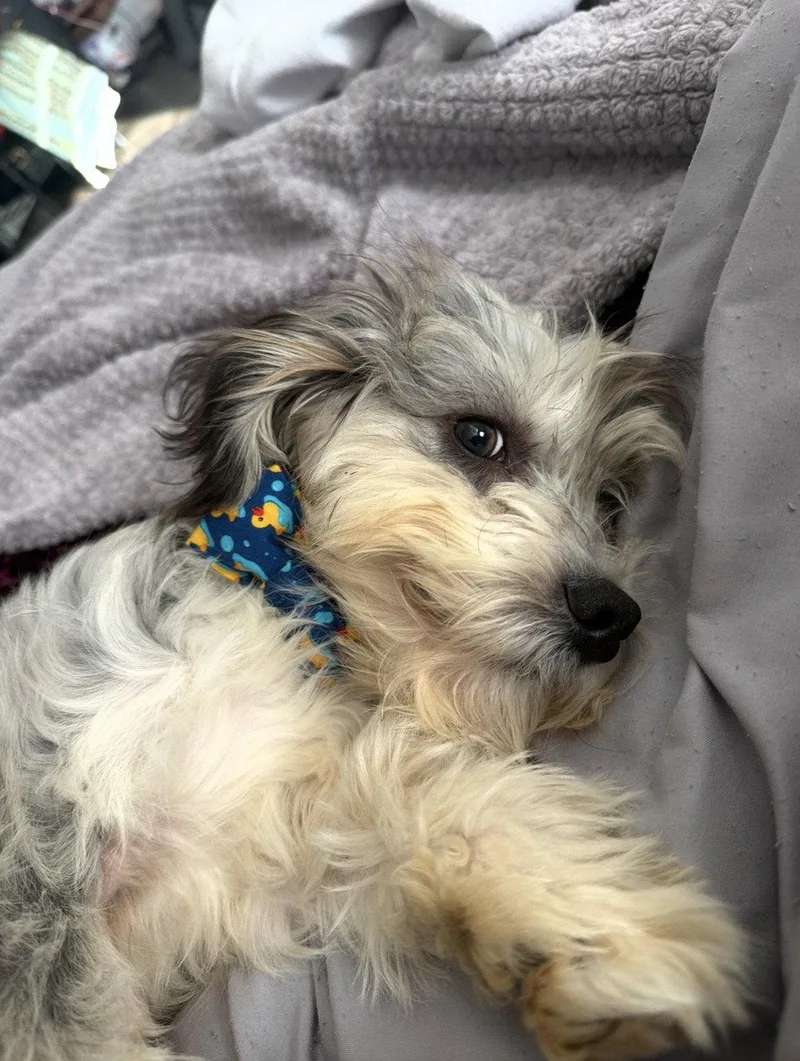 Theodore thumbnail 2