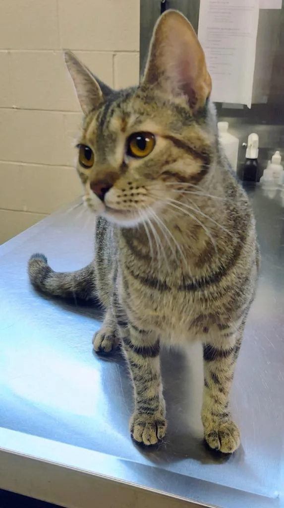 A young small-sized female Domestic Short Hair cat named Maggie for adoption in Grand Forks, ND