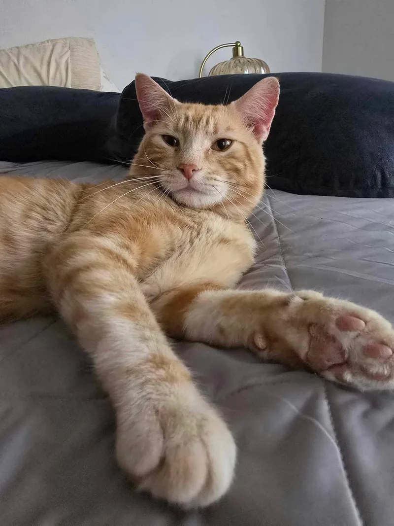 An adult medium-sized male Tabby (Orange / Red) Domestic Short Hair cat named Noodle for adoption in Grand Forks, ND