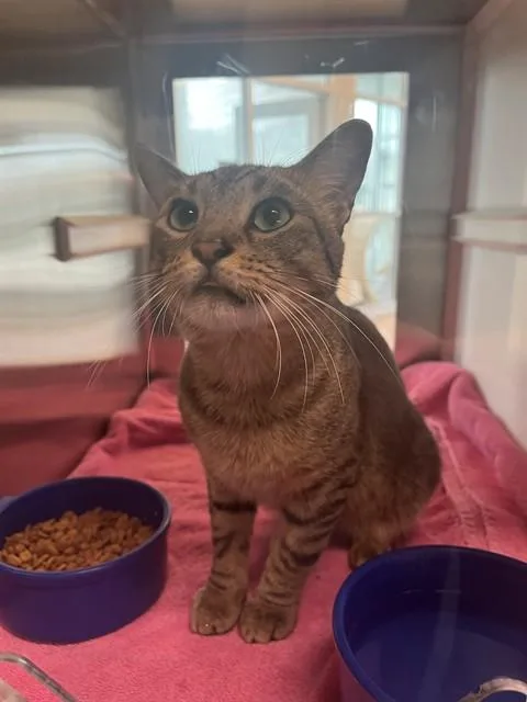 A young small-sized male Domestic Short Hair cat named Huntington for adoption in Pearland, TX